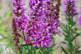 Image result for Lythrum
