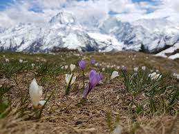 Save 50% + free chocs. Learn To Identify 10 Common Alpine Flowers You Will Find In Spring