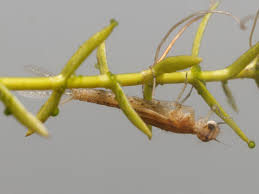 Image result for Enteropogon sechellensis