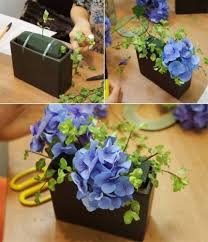 Kết quả hình ảnh cho cẩm tú cầu nhiều màu