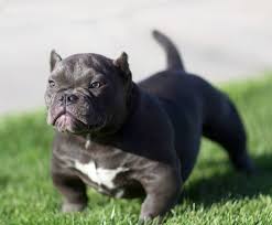Puppies real american bully pocket. American Bully Dog Breed Information Images Characteristics Health