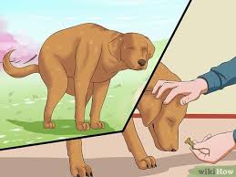 Would you want to sit in your cube at work next to a pile of your own poop? 3 Ways To Prevent A Dog From Defecating In Its Crate Wikihow
