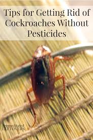 Tips For Getting Rid Of Cockroaches Without Pesticides Natural Roach Repellent Cockroaches Pesticides