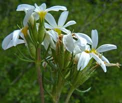 Image result for Lintonia nutans