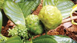 Image result for Ritchiea capparoides