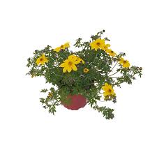 Image result for foto Dvouzubec