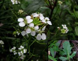 Image result for Rorippa