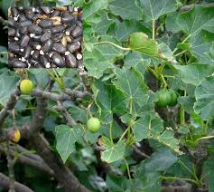 Image result for Jatropha curcas