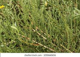 Image result for Sarcocornia