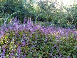 Image result for Plectranthus fruticosus