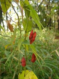 Image result for Rhynchosia orthobotrya