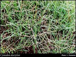 Image result for Cynodon dactylon
