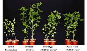 Image result for Crotalaria podocarpa