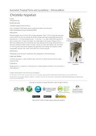 Image result for Christella hispidula