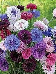 Cornflower Mix Colors 100 Seeds In 2021 Blue Flowers Garden Annual Flowers Planting Flowers