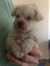 Search for cairn terrier rescue dogs for adoption. Tiny Westie X Teacup Toy Poodle Puppies For Sale Doncaster South Yorkshire Pets4homes