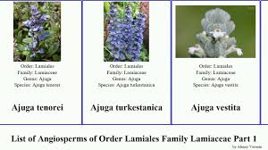 Image result for Aeollanthus rehmannii