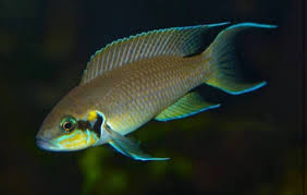 Neolamprologus Brichardi Aquarium Fish Cichlids African Cichlids