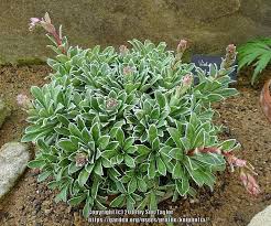 Image result for Galiniera saxifraga