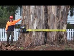 Image result for a big tree being cut by the roadside