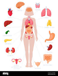 Image result for internal organs