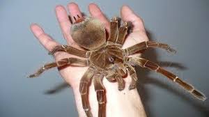 The most notable feature of the camel spider is its paired large jaws that like a combination of knife/pliers tools. What Are The Biggest Spiders In The World The Good Men Project