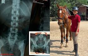 Proses gajah kawin bikin merinding proses gajah kawin. Kuda Kawin Sampai Jatuh Kisah Di Balik Si Boy Kuda Delman Yang Jatuh Kelelahan Siapa Sangka Dengan Ukurannya Yang