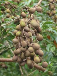 Image result for Dialium