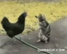 Https Encrypted Tbn0 Gstatic Com Images Q Tbn And9gcr F81yqumrsvobfl9o2s1zqvh5 Jns0f692a Usqp Cau Hey cat, shine my shoes. 2