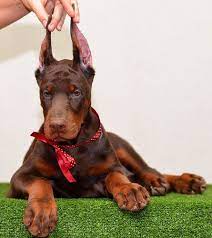 Lazar sredojevic, his wife miomira and daughters sanja and ljubica have always admired animals and after. Red Doberman Female For Sale Usa Red Doberman Pinscher Doberman Pinscher Dog Doberman Puppies For Sale