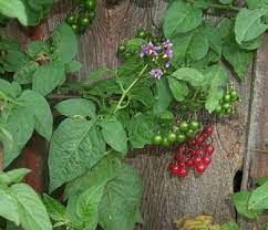 A small perennial that emerges without a stem and blooms white flowers in the summer and cream colored grain. Bittersweet Nightshade Identification And Control Solanum Dulcamara King County