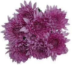 Shop For Spider Bunch At Kroger Find Quality Floral Products To Add To Your Shopping List Or Order Online For Delivery Or Pickup Kroger Co Kroger Floral