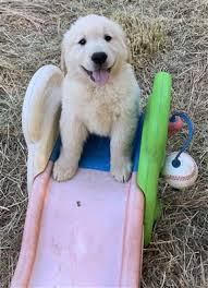 Born 5/26/21 and will be ready to leave the litter 7/14/21. Golden Retriever Puppies And Dogs For Sale Pets Classifieds Oregonlive Com
