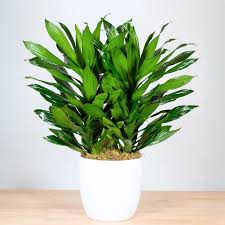 Image result for dracaena
