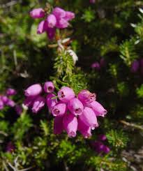 Image result for Erica wildii