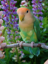A Lovebird All Alone By Itself I Am Going To Have To Learn How To Use Oil Pastels This Is Too Pretty Beautiful Birds Pet Birds Pretty Birds