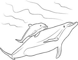 Ausmalbild Delfin Mit Baby Zum Ausdrucken