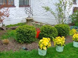 Lemon Daddy Hydrangea Shade Shrubs Part Shade Plants Shade Plants