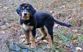 Compare the bernese mountain dog to the golden retriever. Golden Mountain Dogs Golden Mountain Dog Dogs Burmese Mountain Dogs