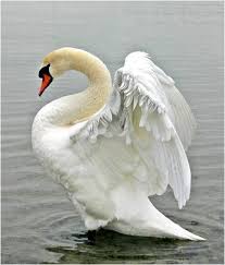 Pin By Lindy King On Swans Beautiful Swan Beautiful Birds Swan Pictures