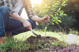 Ein schöner garten bedeutet das ganze jahr über arbeit. Gute Garten Onlineshops Erkennen 5 Erkennungsmerkmale Vorgestellt