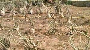 Image result for Synadenium pereskiifolium