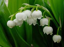 Arbusto dai piccoli fiori bianchi profumatissimi in 9 lettere. I Dieci Fiori Piu Profumati Deabyday