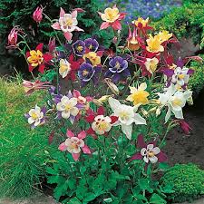 Image result for Aquilegia pompom mix