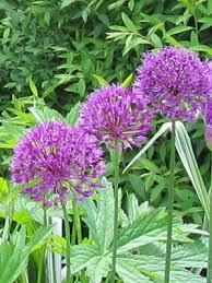 Alliums include many familiar edible plants such as onions, leeks and garlic as well as attractive flowering types. Allium Ornamental Grow Guide
