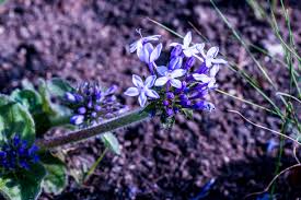 Image result for Pentanisia prunelloides