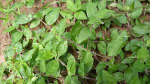 Image result for Commelina bracteosa