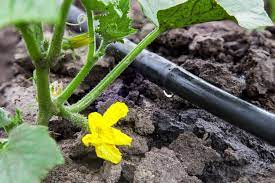 Nov 06, 2020 · provide cucumbers with 1 to 1 1/2 inches of water each week and spread mulch around the plants to keep the soil moist, which will keep the fruit from becoming bitter. Watering Fruit And Vegetables How Much Do They Really Need Msu Extension
