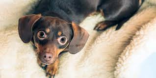 A bbc documentary says they are suffering. Chihuahua Dachshund Mix The Weenie Chiweenie