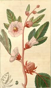 The inner flesh can be scooped out and prepared the same ways as the dragon fruit. Roselle Facts And Health Benefits